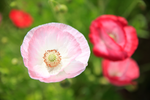 Lente SP 24-70mm F/2.8 Di VC USD G2 - Modelo A032